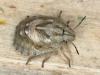 Eurygaster sp.